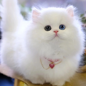 拿破仑矮脚猫幼猫纯种宠物猫活体纯白三花乳白米努特长毛短腿猫咪
