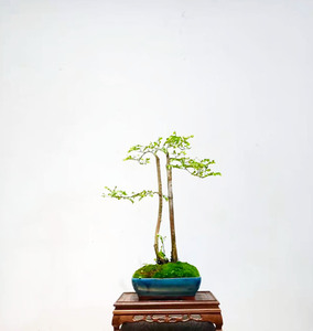 山格木盆景