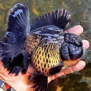 精品原泰f1红白黑麒麟虎皮樱花泰狮金鱼包邮包活直播专拍私拍无效