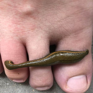 养殖蚂蟥药用金边水蛭活菲牛蛭活体吸血钓鱼金边蚂蟥水蛭