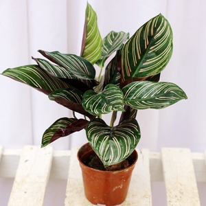 tb602708830淘宝孔雀竹芋盆栽室内办公室好养植物喜阴绿植北欧客厅