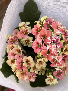 单瓣七彩长寿花盆栽 爱丽丝/小百合 新品种大花 复色多色四季吸甲