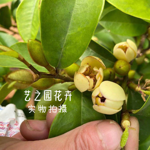 含笑花盆栽带花苞老桩浓香型大树苗多色四季木本花卉植物植树节