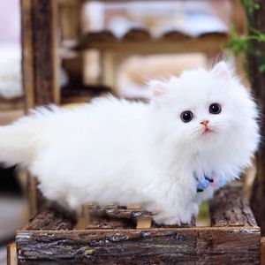 纯种银白蓝眼睛曼基康金吉拉猫幼崽矮脚长毛拿破仑幼猫活体宠物猫