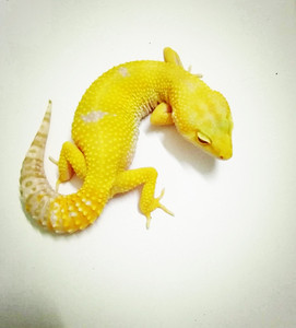 爬宠 豹纹守宫活体苗 宠物蜥蜴 幼体高黄萝卜阳光雪花白化暴风雪