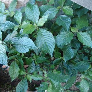 正宗马来西亚黑面将军种苗化石草地毯草树苗大叶蛇草脆叶马兰树苗