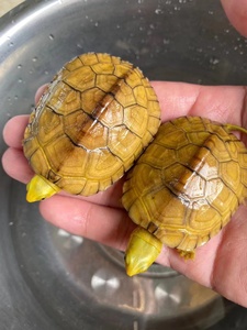 皖南三黄小青龟北石北种石金钱龟黄喉拟水龟小青龟