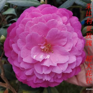 朱比利亚玫瑰云茶花盆栽 超大花径 粉色茶花拉力皮特情人节帕克斯