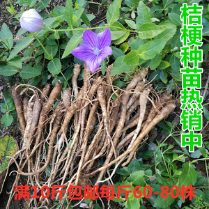 新鲜桔梗种苗500g野生狗宝中药材栽种四季真花盆栽铃铛花种子小苗