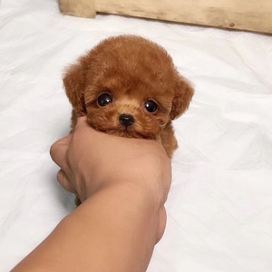 泰迪犬幼犬纯种茶杯犬长不大宠物狗小体黑灰色泰迪小狗幼犬活幼体