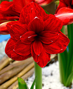 嘉木进口朱顶红【双龙】现货红色重瓣球根江浙沪128包邮易栽培