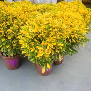 大盆洒金榕盆栽黄金变叶木树苗室内阳台庭院植物耐热好养净化空气