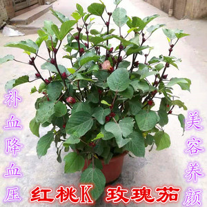 红桃k盆栽玫瑰茄苗带花苞洛神花苗庭院阳台花卉绿植美容补血药用