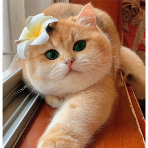 纯种金渐层英短猫幼崽幼猫英国短毛猫绿眼银渐层猫小奶猫猫咪活物