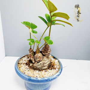 墨西哥铁树老桩美洲铁 多头小盆景室内桌面办公桌好养绿植盆栽