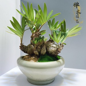墨西哥铁树盆景 群生美洲铁 名贵老桩绿植室内办公室茶几好养盆栽