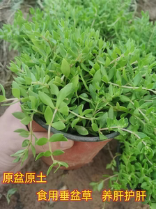 正宗垂盆草中药材盆栽食用养肝护肝植物四季常青吊兰耐寒阳台驱蚊