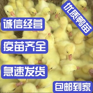 鸭苗小鸭子活苗小鸭活苗小鸭子活的大种麻鸭苗番鸭活苗双黄蛋鸭苗