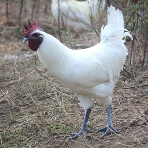 笨鸡药引子专用白毛鸡白鸡活苗无杂毛土鸡童子鸡黑腿白公鸡活的