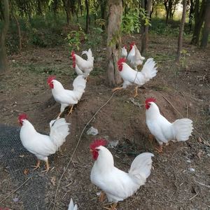 tb5107154329淘宝纯白鸡种蛋受精蛋纯白土鸡白毛鸡三