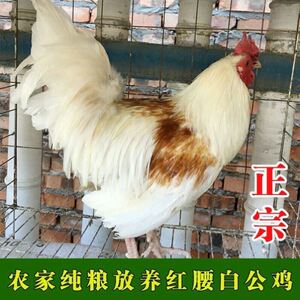 白鸡当天到开口叫白毛童子鸡黄腰红腰白公鸡当日到货药引纯白土鸡