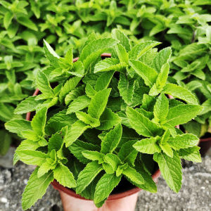 四季食用薄荷盆栽十香菜猫薄荷盆栽香花菜鱼香菜苗留兰香薄荷改良