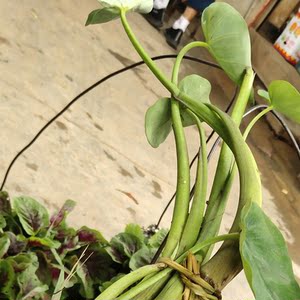 四季云南新鲜芋头芽芋头茎芋苗花芋茎秆包邮特产非红杆芋头花改良