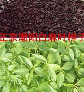 潮汕麻叶种子 叶用青白麻叶潮阳特产正宗白麻叶蔬菜种子非红麻