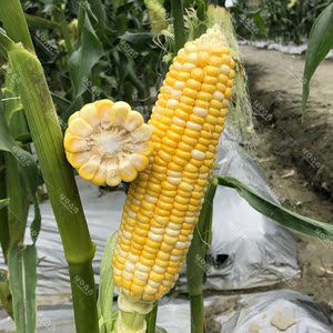 金镶玉玉米