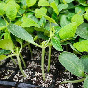 利农杂交5号瓠瓜