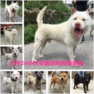 贵州土猎犬