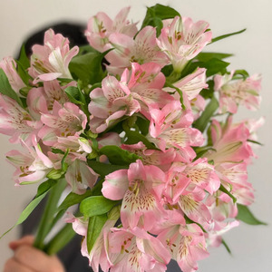 水仙百合鲜切花粉色年宵花六出花鲜花家用办公办公水养插花束包