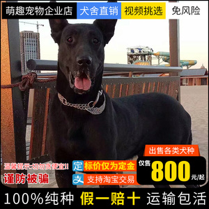 卡斯罗犬黑狼
