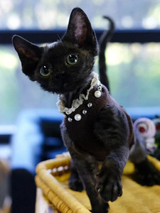 淘宠宝高端萌宠淘宝德文卷毛猫幼猫卷耳猫短毛猫黑色异瞳纯种帝王猫