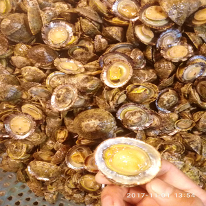 新鲜 海鲜 鲜活将军帽 螺 野生贝类 一份半斤胜过鲍鱼