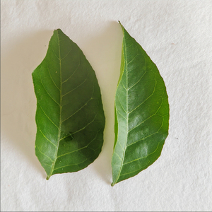 广东郁南无核黄皮果树叶新鲜黄皮叶子 新鲜食品天然 现摘现发顺丰