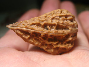 文玩核桃单只文玩核桃东北野生楸子异型秋子辣椒dz108