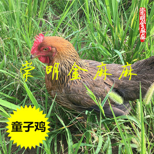 崇明鸡