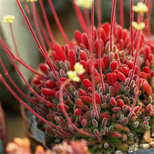 梦椿多头群生梦春多肉植物组合盆栽办公室绿植创意花卉趣味小盆栽