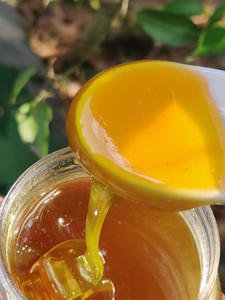 四川青川唐家河纯正天然农家自产百花蜂蜜中蜂土蜂蜜成熟蜜原蜜