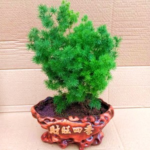 蓬莱松盆栽常青植物室内花卉四季常青净化空气属猴属相盆景