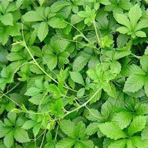 五叶神新鲜煲汤草菜参绞股蓝七叶胆福音天堂草顺丰24发货五叶神草