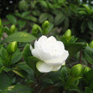 浓香桅子花苗盆栽植物室内芳香独杆大叶牡丹栀子花苗阳台桌面盆栽