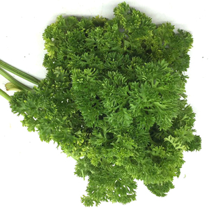 新鲜法香荷兰芹洋芫荽旱芹菜洋香菜 蛋糕西餐厅装饰摆盘蔬菜250克