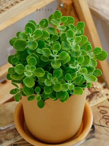 卉丽花卉碰碰香花盆栽一抹香喷喷室内驱蚊多肉老桩植物香味净化空