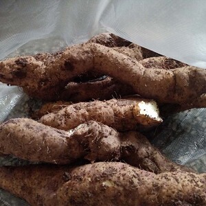 云南深山野生山药  糯山药 非铁棍山药非整支老人小孩都爱吃 包邮