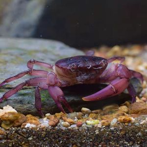 观赏蟹紫地蟹淡水活体螃蟹宠物陆地桌面爬宠紫罗兰迷你辣椒相手蟹