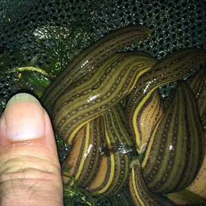 水蛭 活体 宽体金线蛭 水蛭素 水蛭种苗