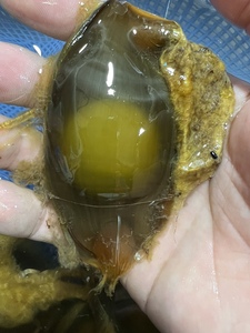 【海水鱼鲨鱼】海水鱼鲨鱼品牌,价格 - 阿里巴巴