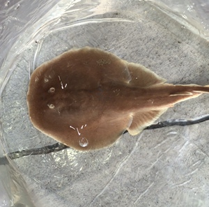 电鳐海水鱼活体小电鳐原生鱼软骨观赏鱼电鳗老板鱼鳐鱼魔鬼鱼活体